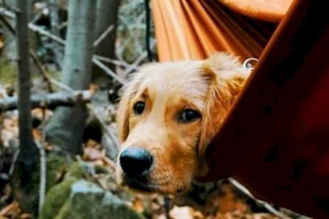 Onlar Doğanın Çocukları (Kamp Günlükleri)